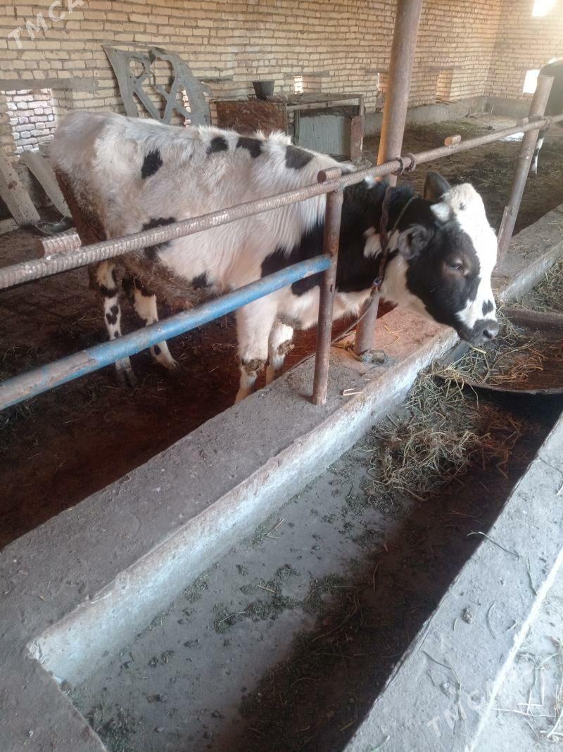 okuz - Чарджоу - img 2