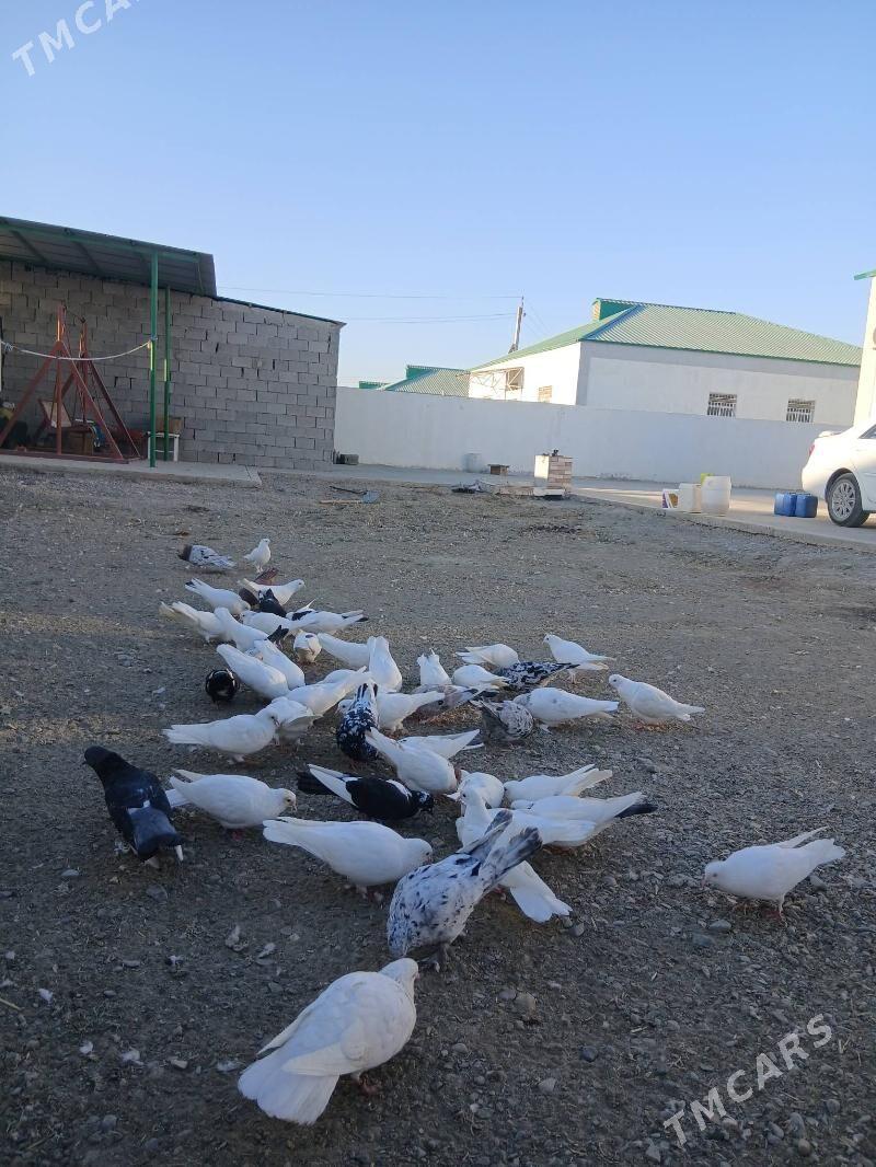 gus - Гёкдепе - img 2