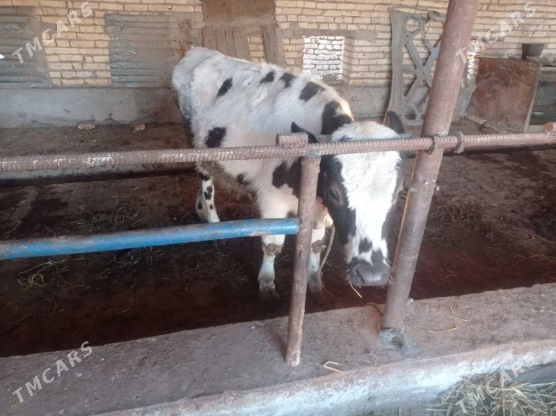 okuz - Чарджоу - img 3