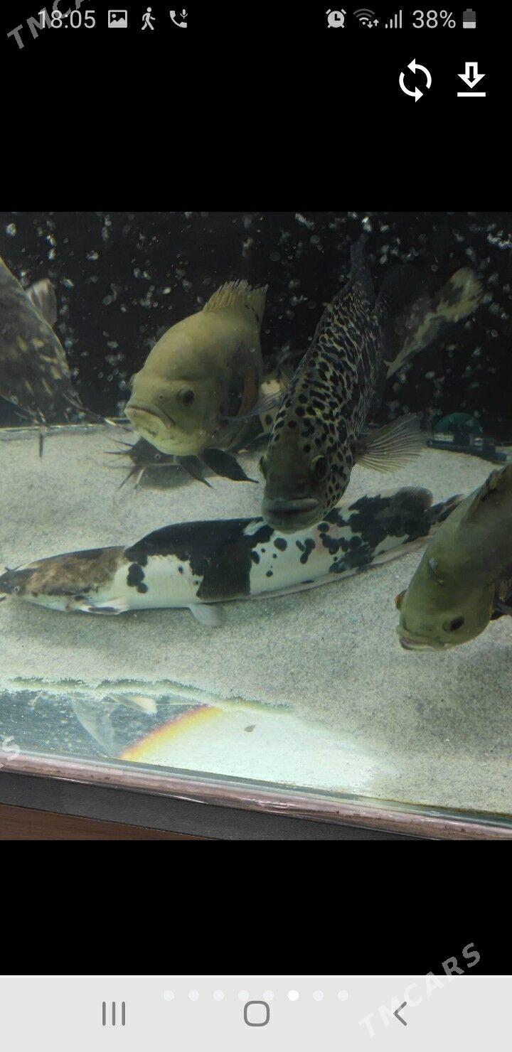 BALIK БАЛИК КОПЕЛТМАГЕ БАСЕЙКА - Ашхабад - img 8