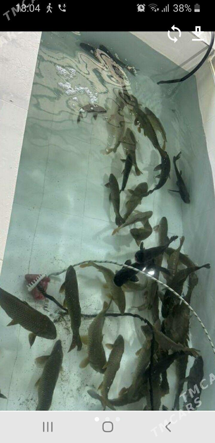 BALIK БАЛИК КОПЕЛТМАГЕ БАСЕЙКА - Ашхабад - img 10