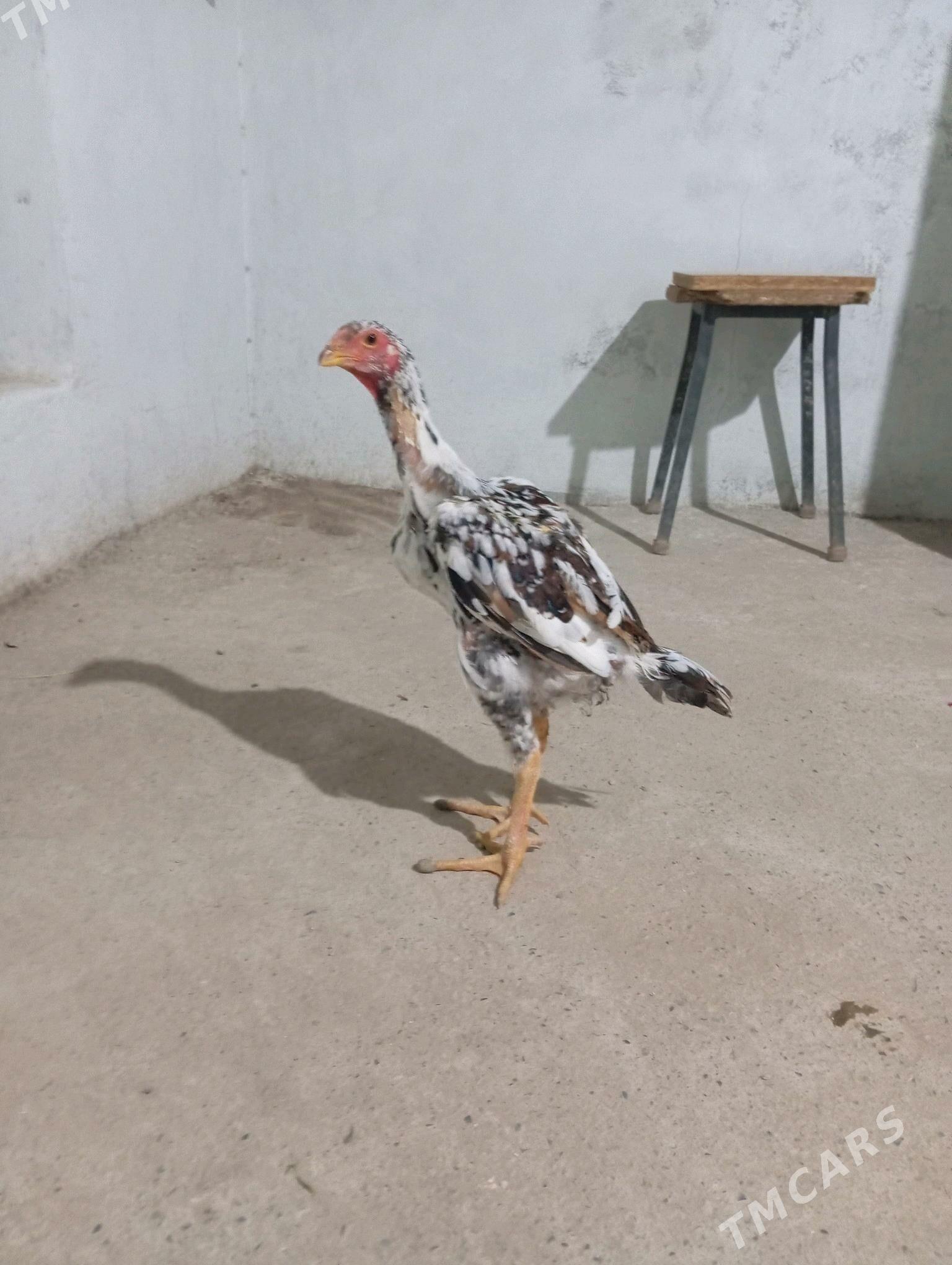 horaz - Байрамали - img 2