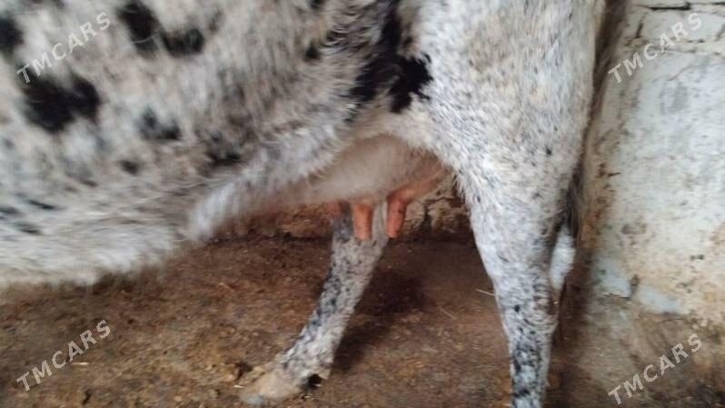 sygyr - Ашхабад - img 3