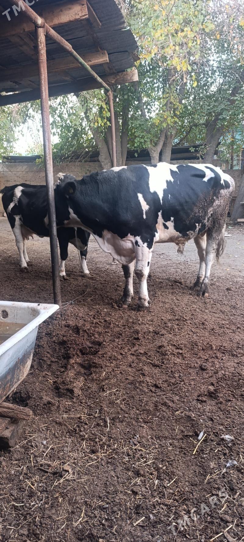 okuz - Aşgabat - img 2