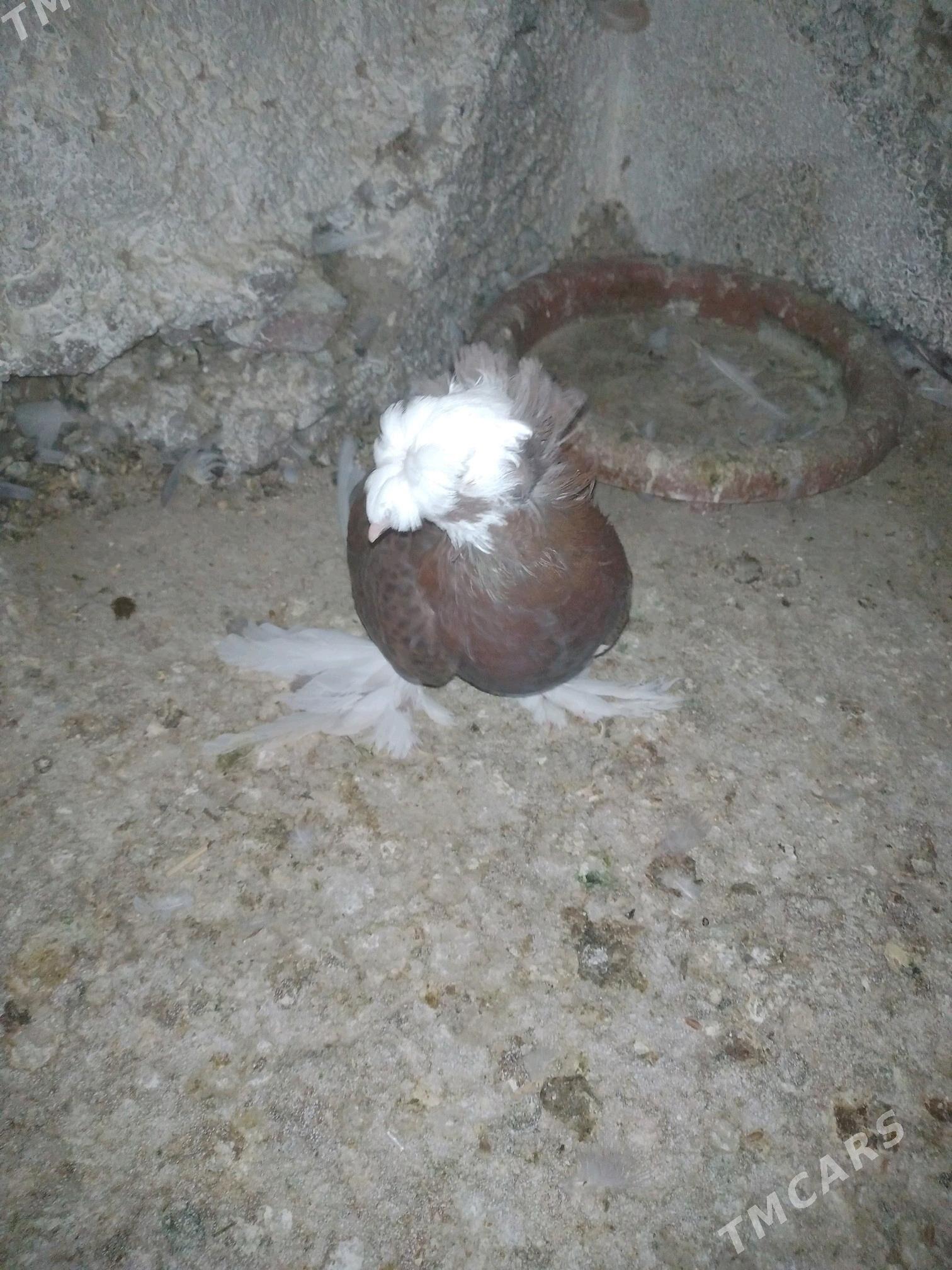 kepderi - Aşgabat - img 2