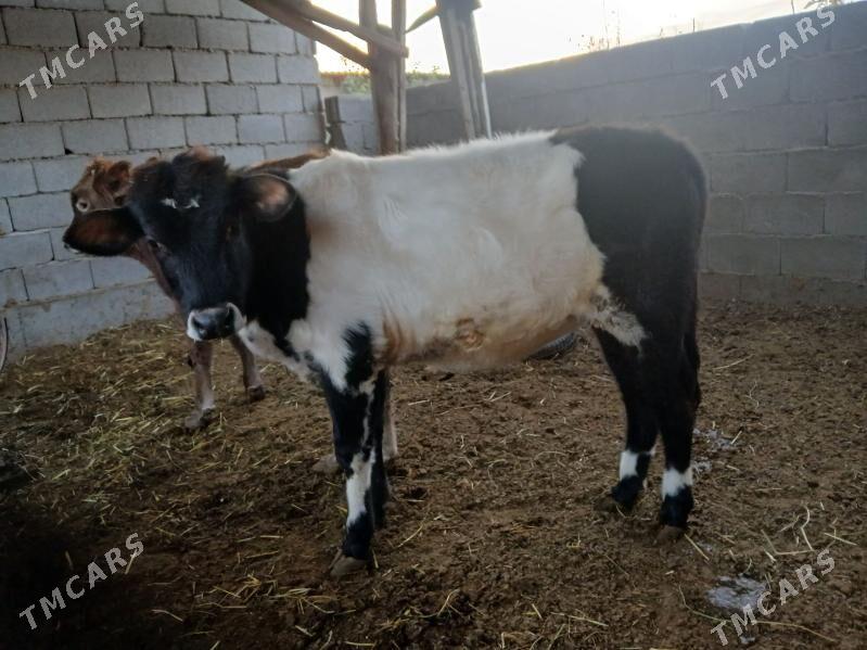 1oku 3tuwe - Büzmeýin - img 2