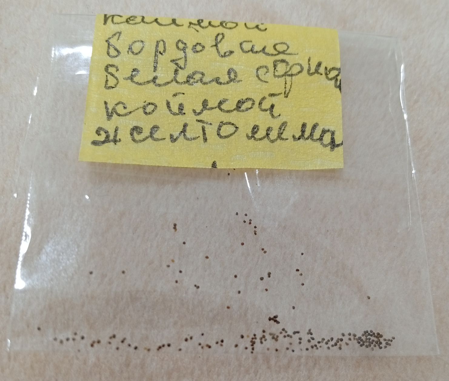 эустома - Bagyr - img 2