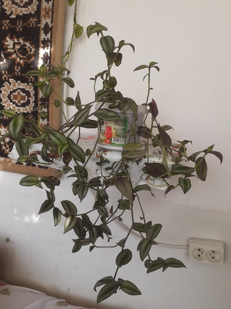 Традесканция зебрина - Туркменабат - img 2