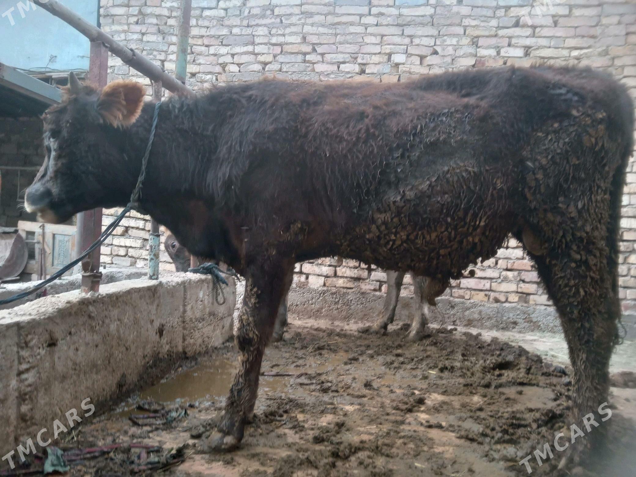 ÖKÜZ - Гёкдепе - img 1