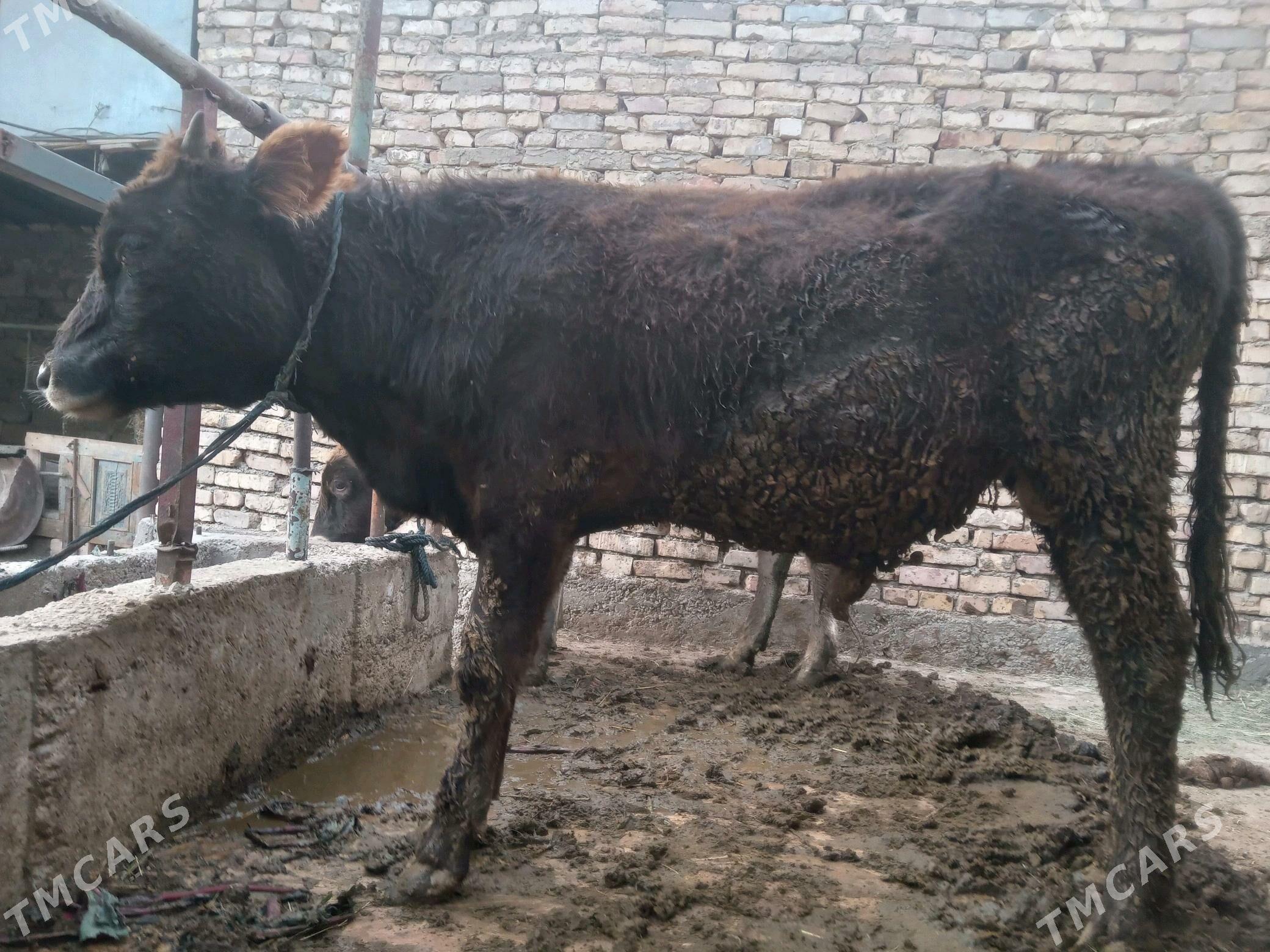 ÖKÜZ - Гёкдепе - img 2