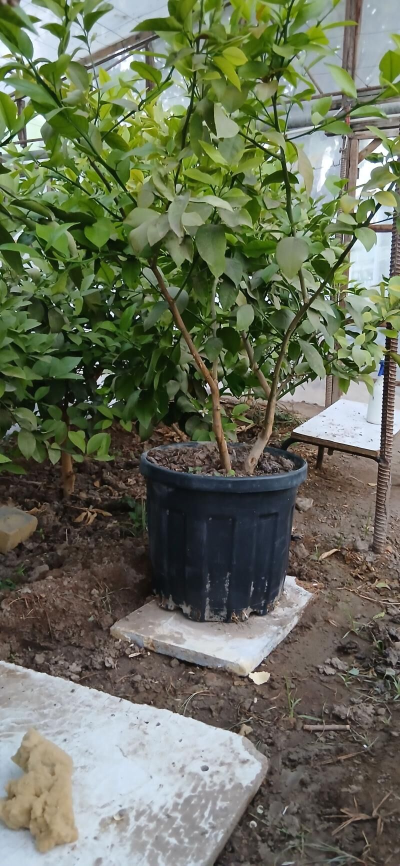 Limon şitili - Херрикгала - img 10