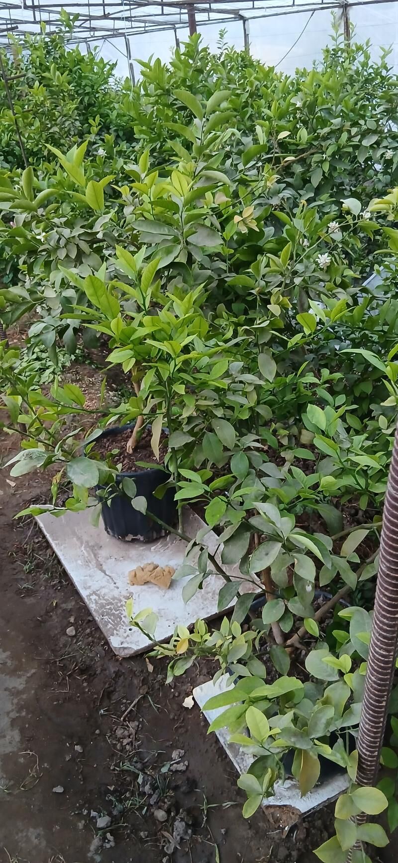 Limon şitili - Херрикгала - img 8