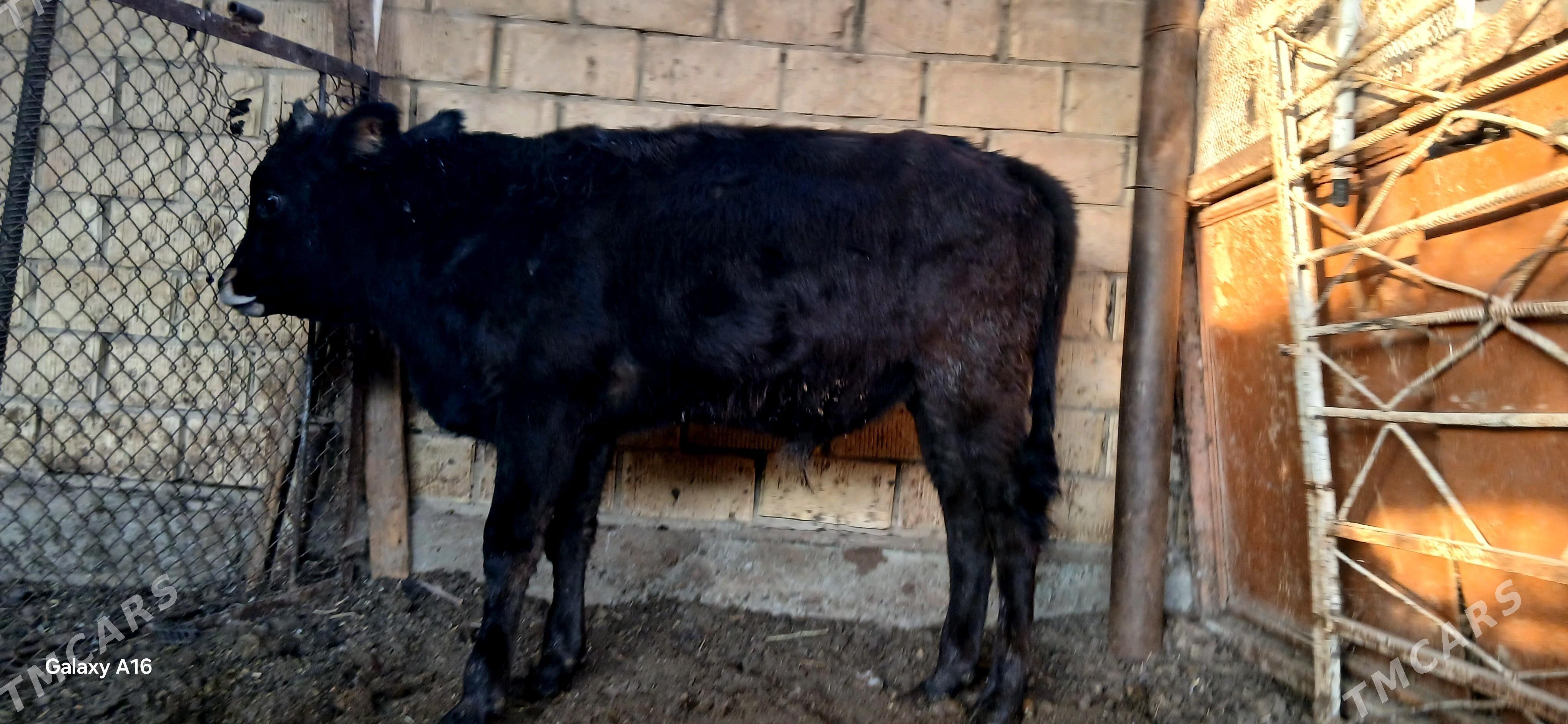 okuz - Çoganly - img 2