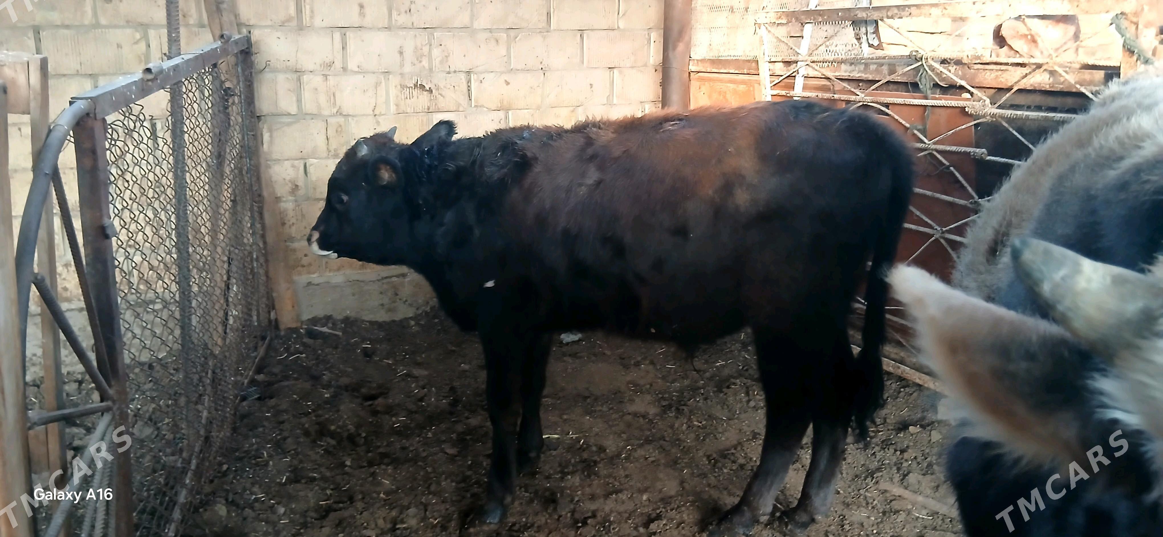 okuz - Çoganly - img 3