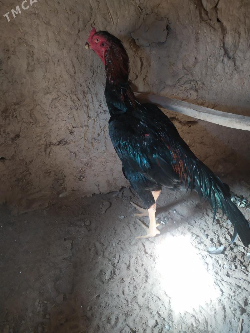 horaz - Акдепе - img 2