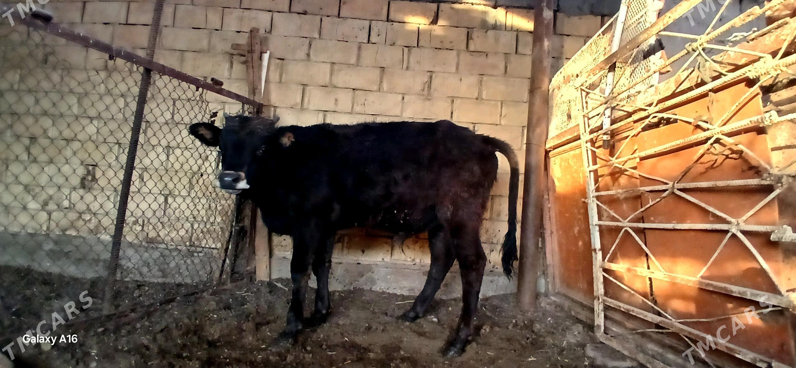 okuz - Çoganly - img 4