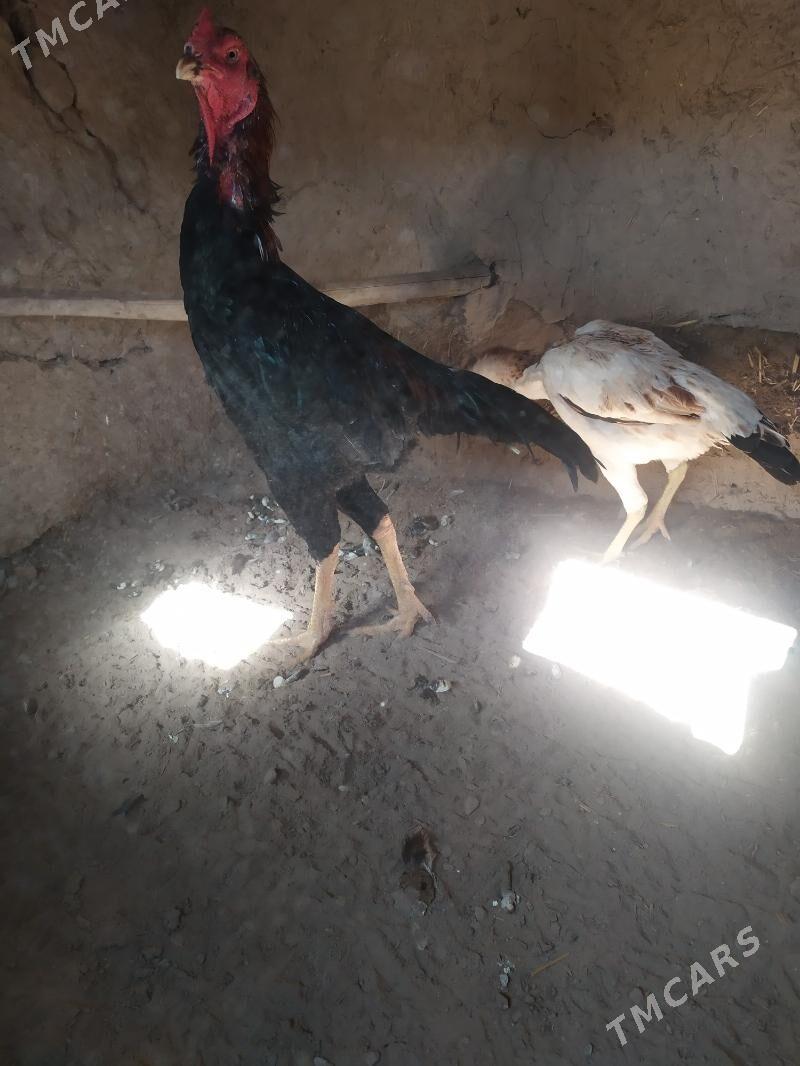 horaz - Акдепе - img 3