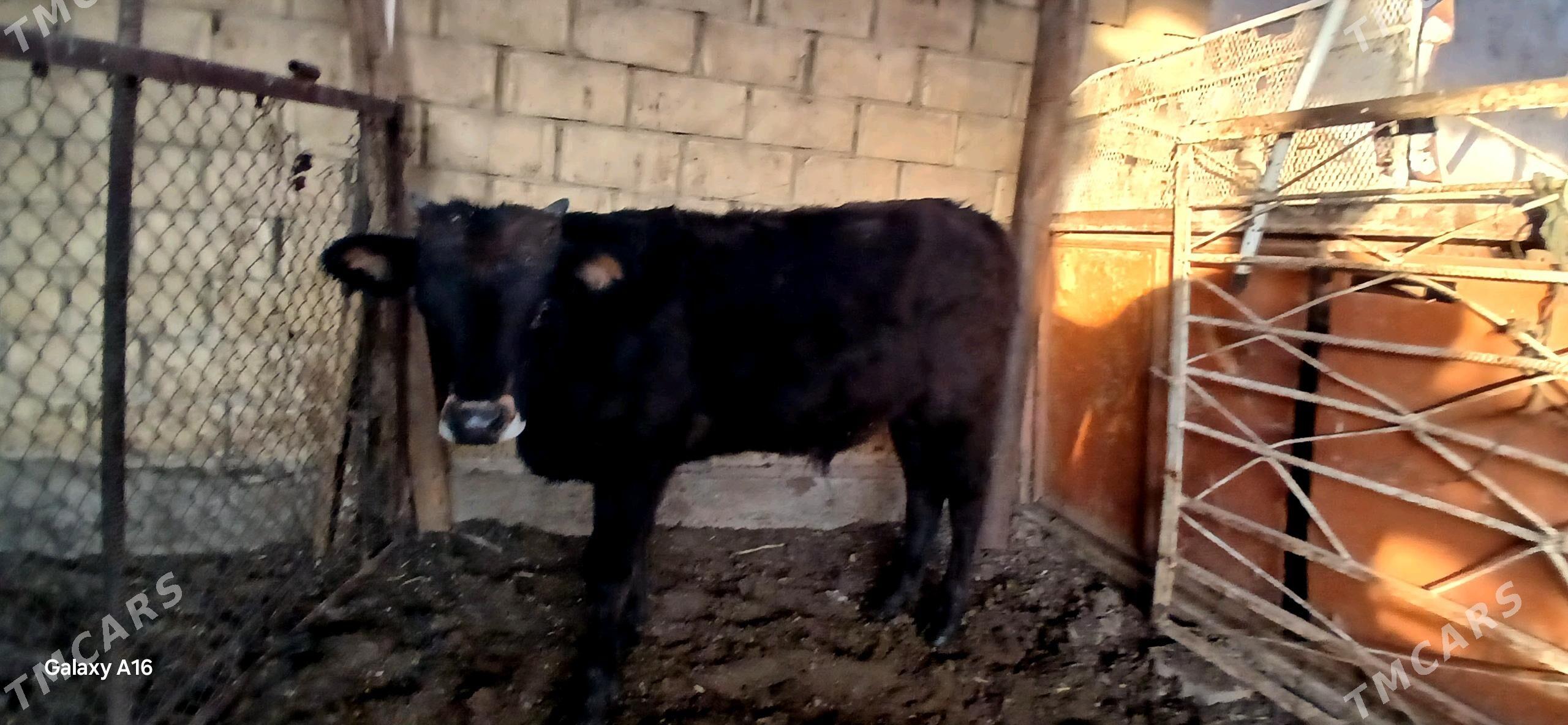 okuz - Çoganly - img 5