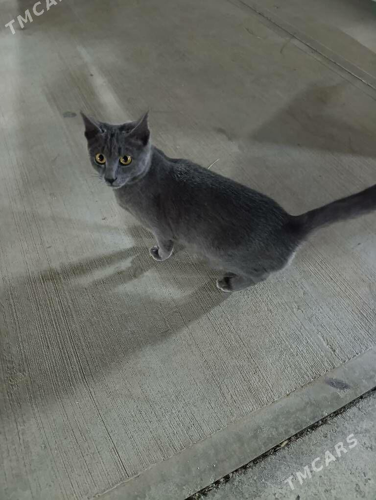 pisik - Aşgabat - img 2