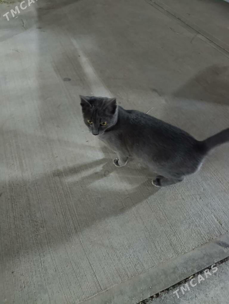 pisik - Aşgabat - img 3