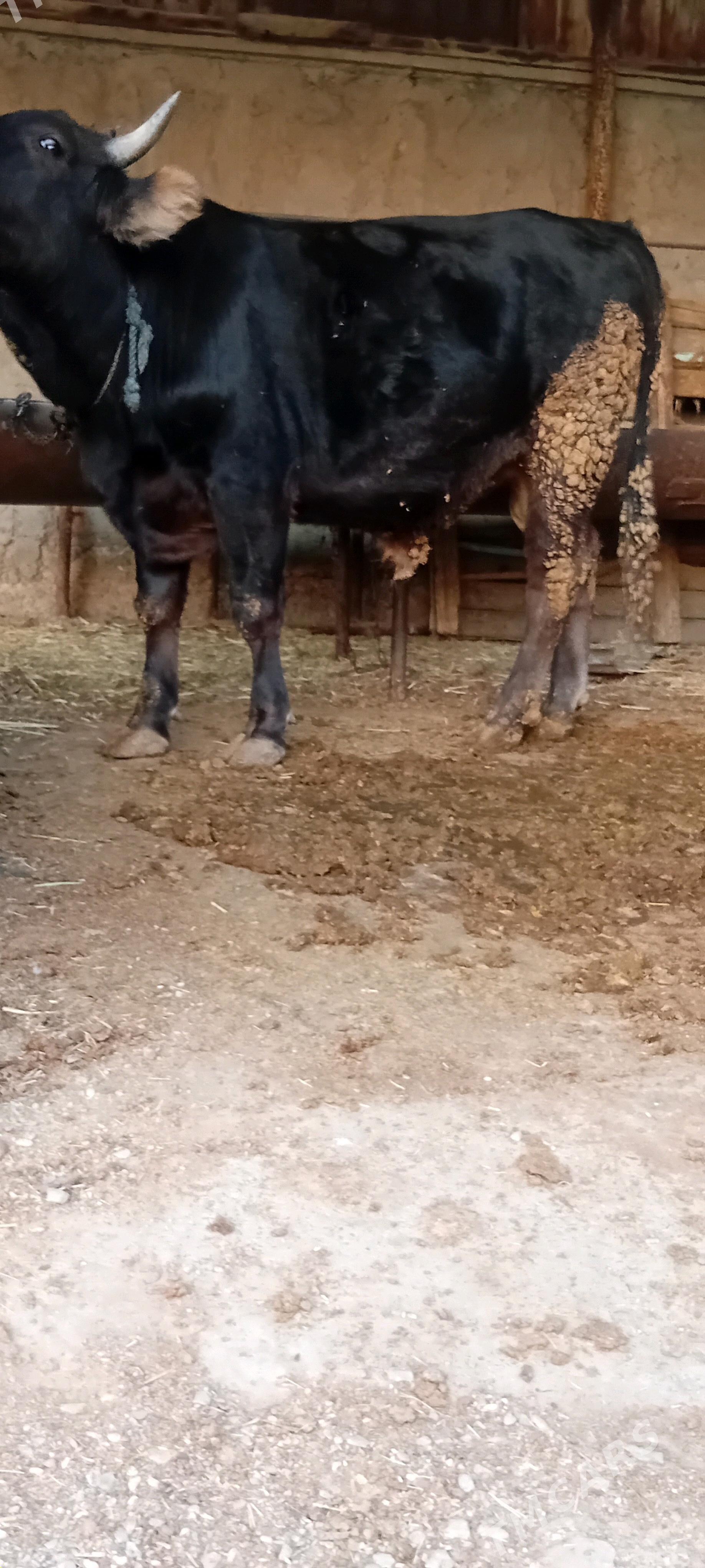 bakylan öküz çekim 90 manat - Бахарден - img 2