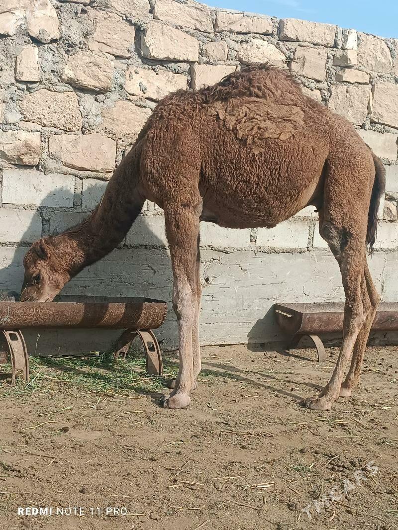 Торум - Эсенгулы - img 2