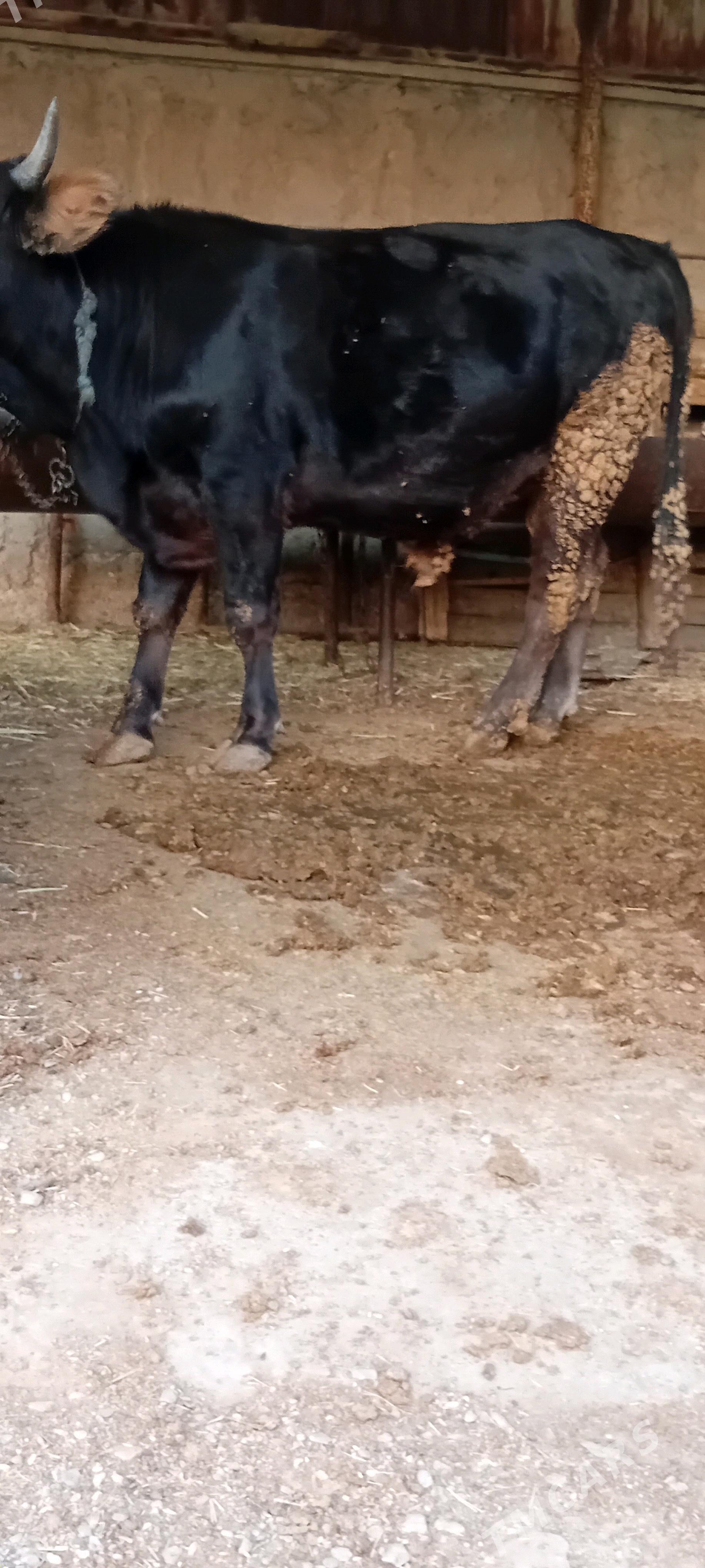 bakylan öküz çekim 90 manat - Бахарден - img 1