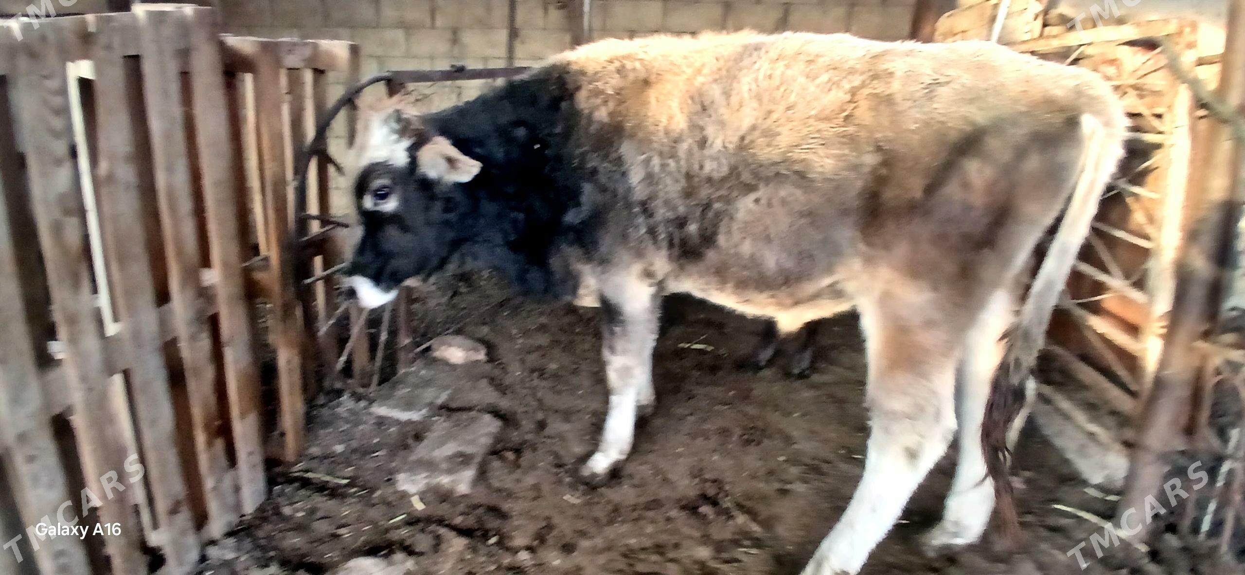 okuz - Çoganly - img 5