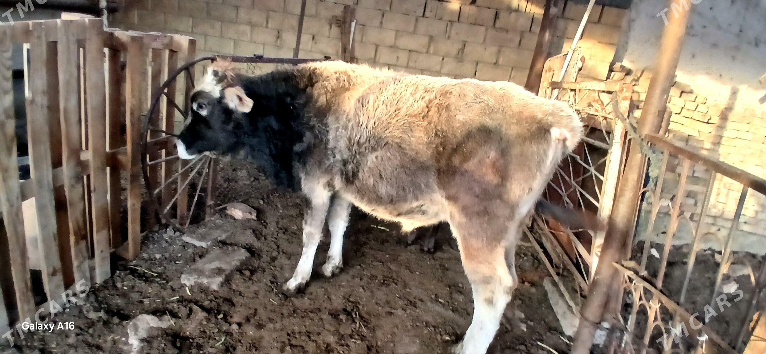 okuz - Çoganly - img 3