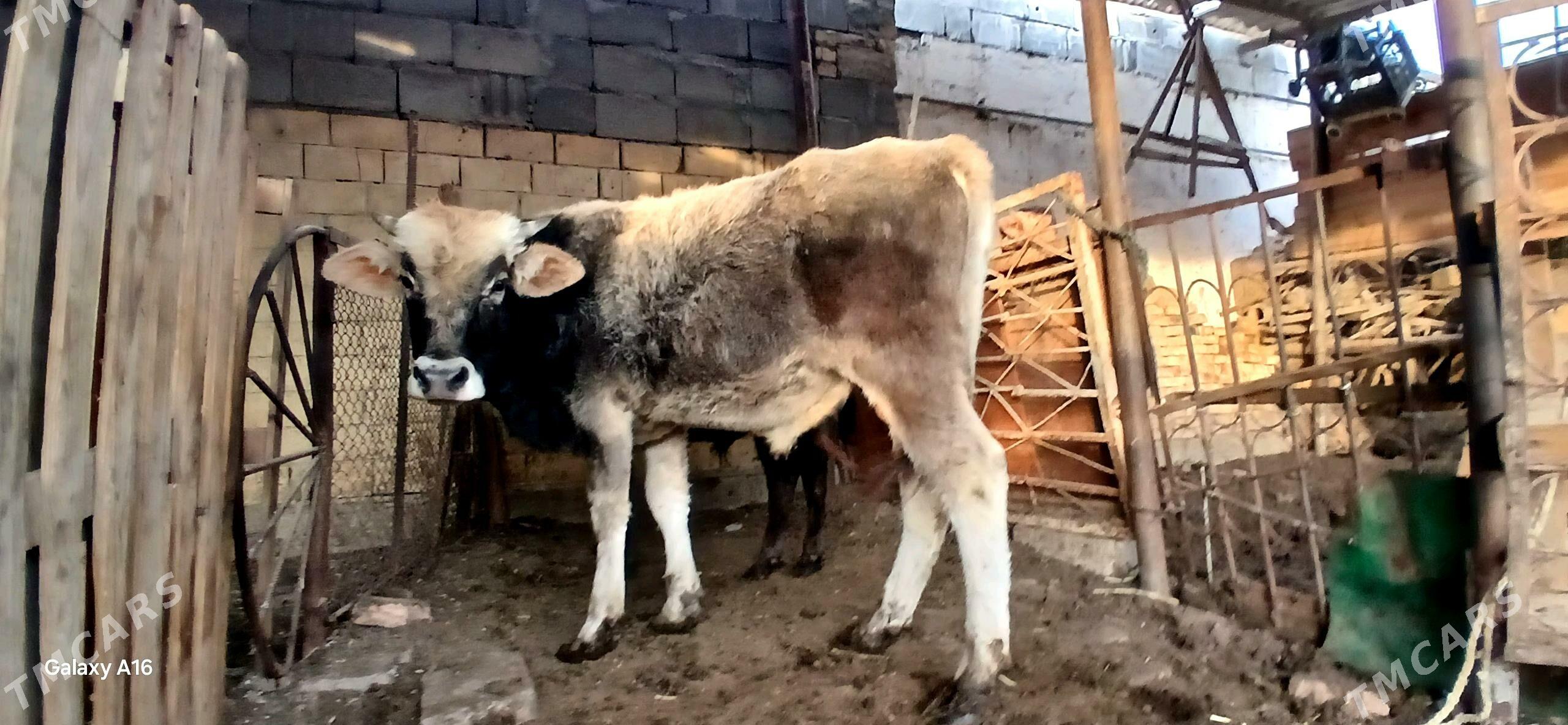 okuz - Çoganly - img 4