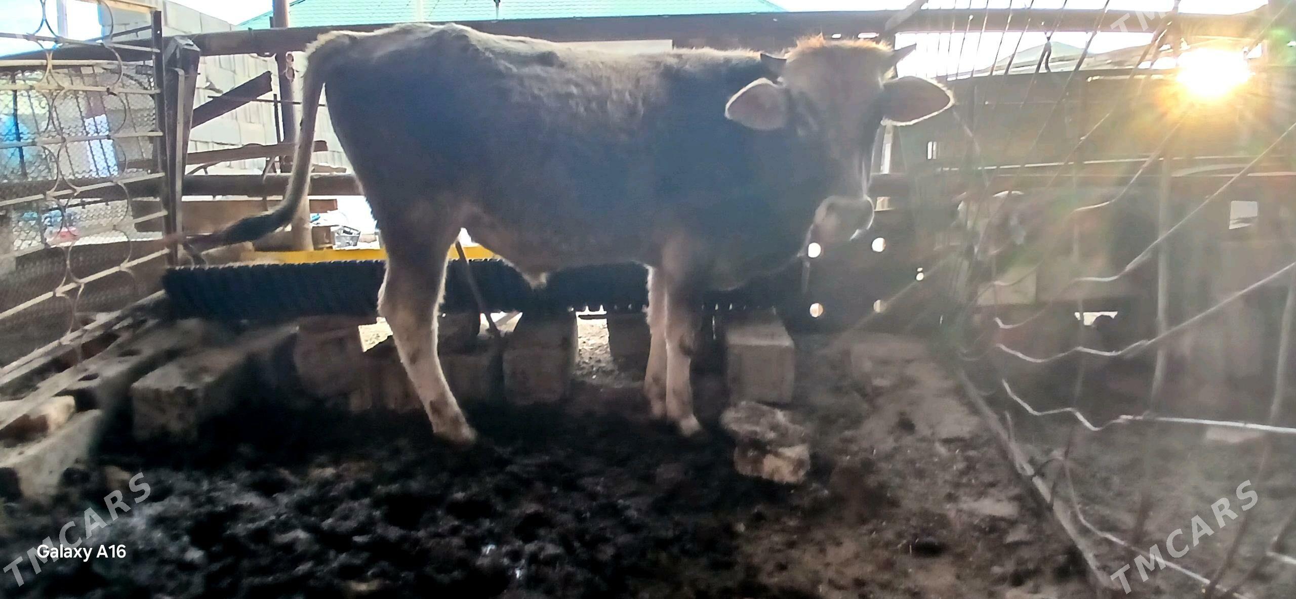 okuz - Çoganly - img 1