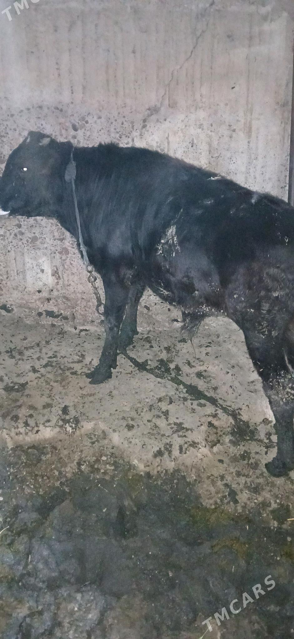 okuz - Änew - img 1