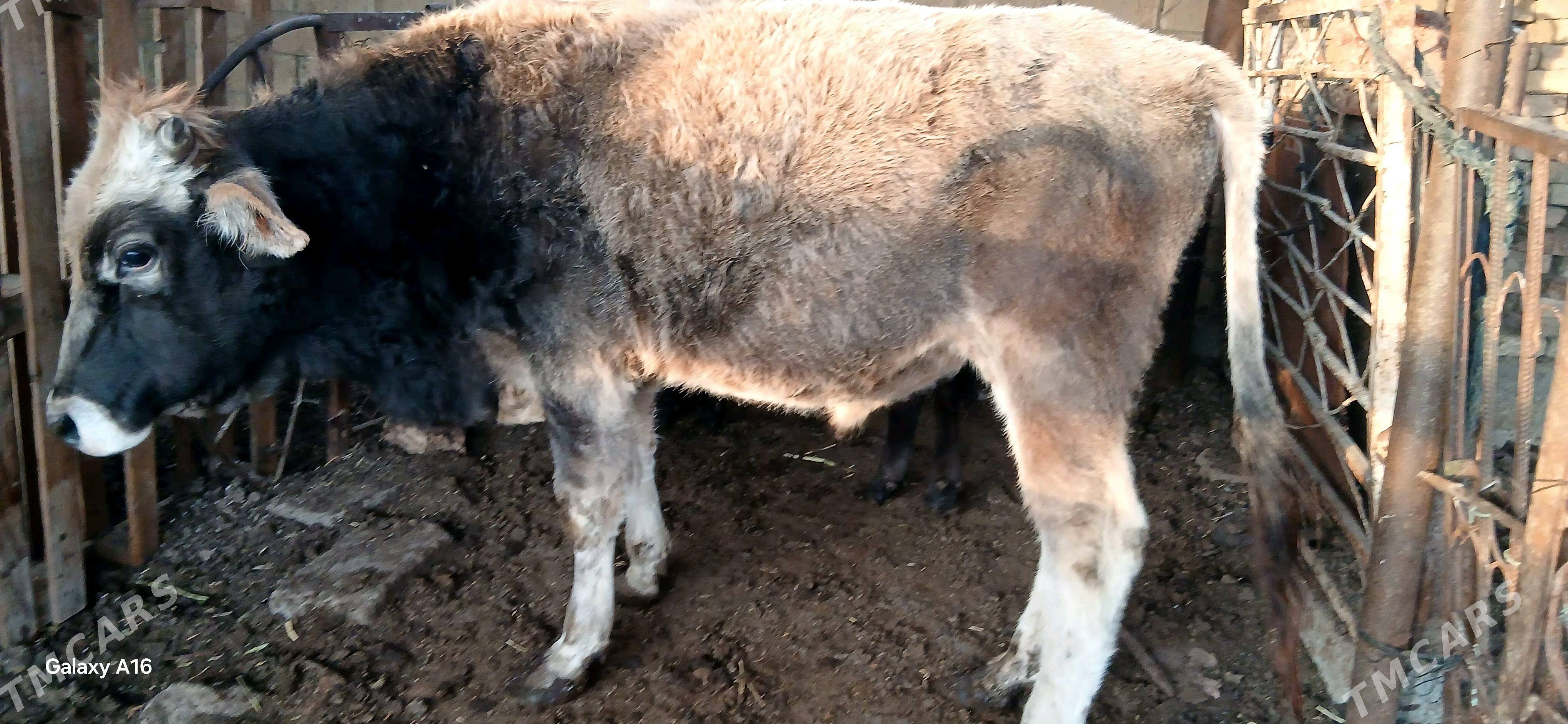 okuz - Çoganly - img 6