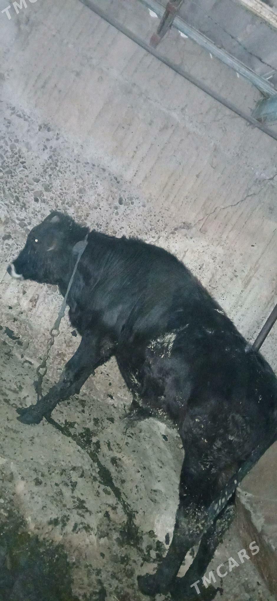 okuz - Änew - img 2