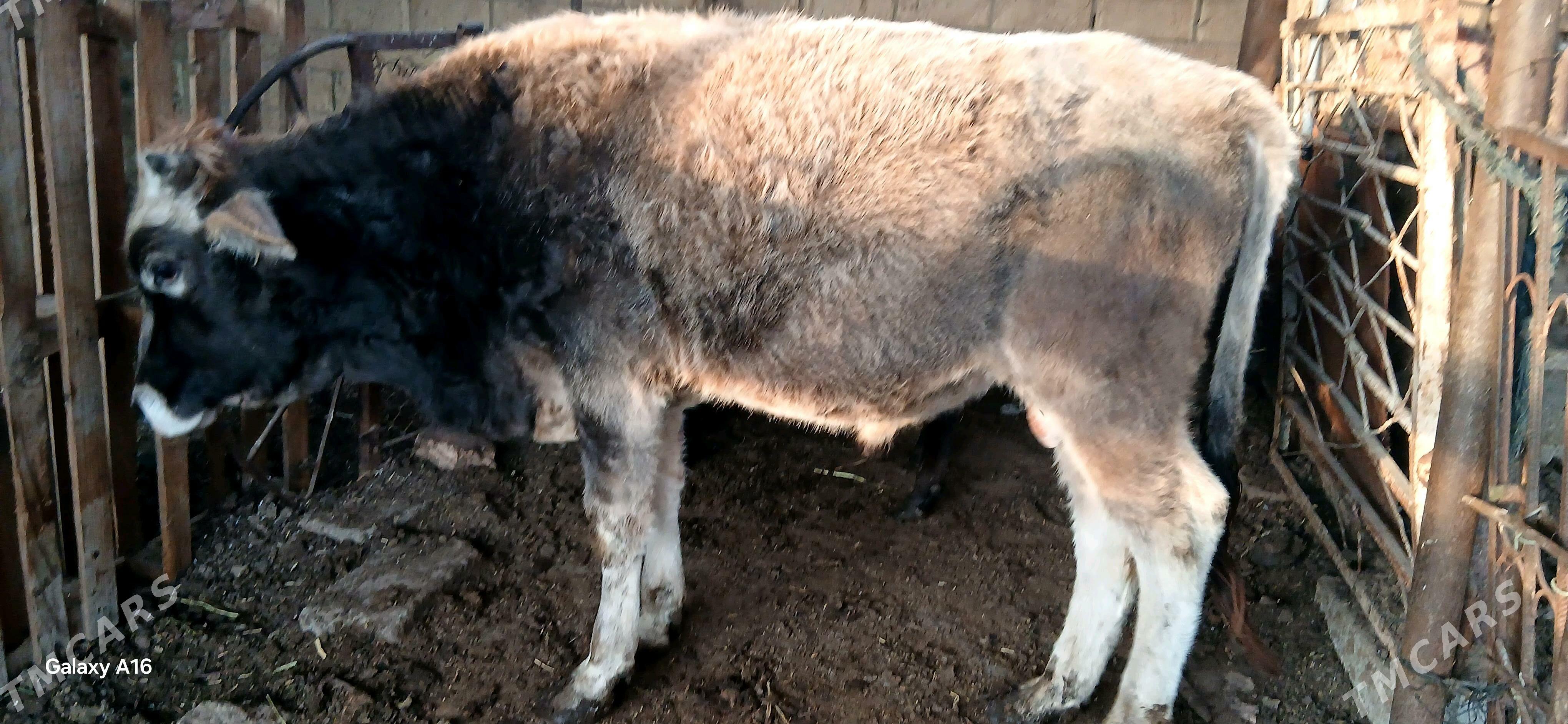 okuz - Çoganly - img 2