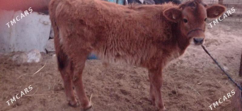 ökuż - Туркменбаши - img 2