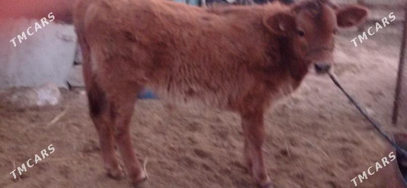 ökuż - Туркменбаши - img 3