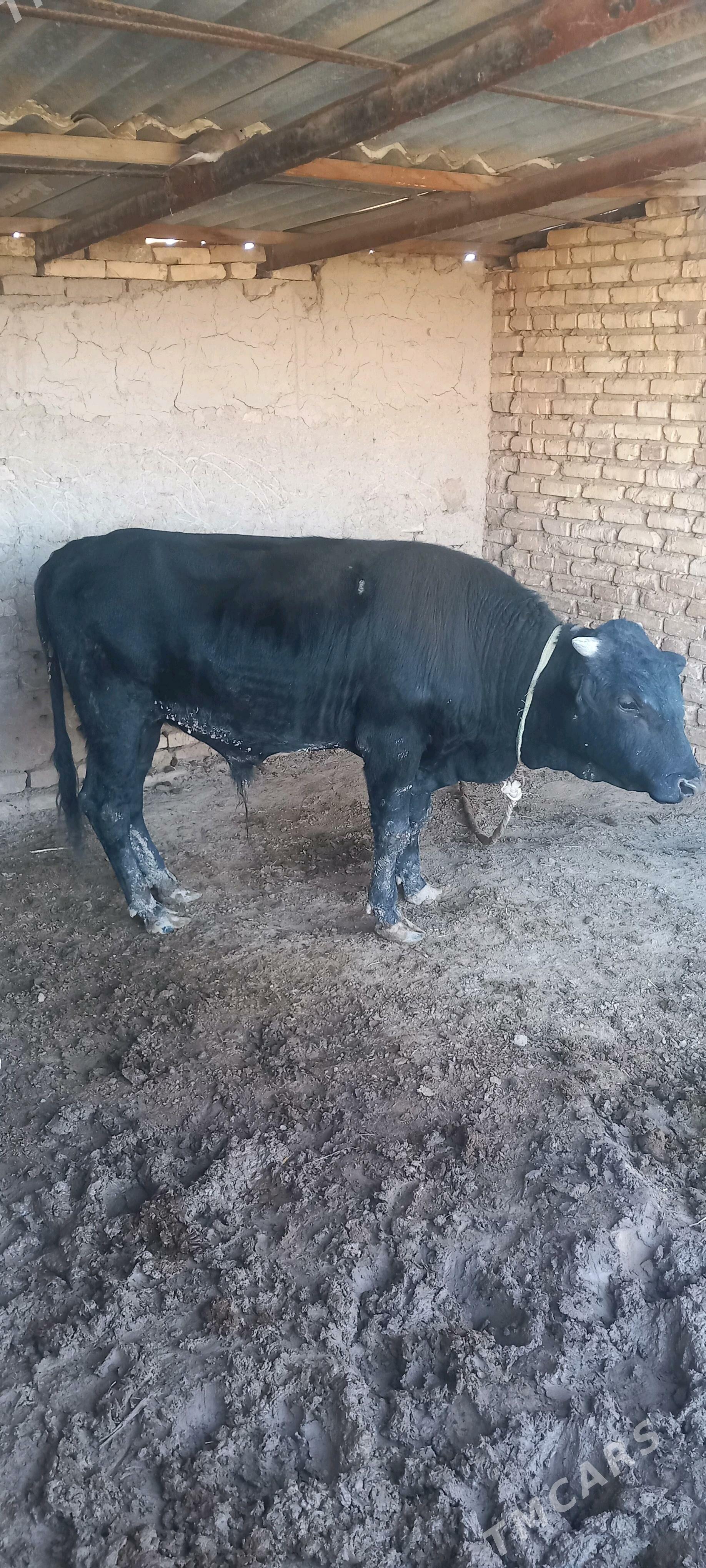 Bakylan Okuz - Векильбазар - img 2