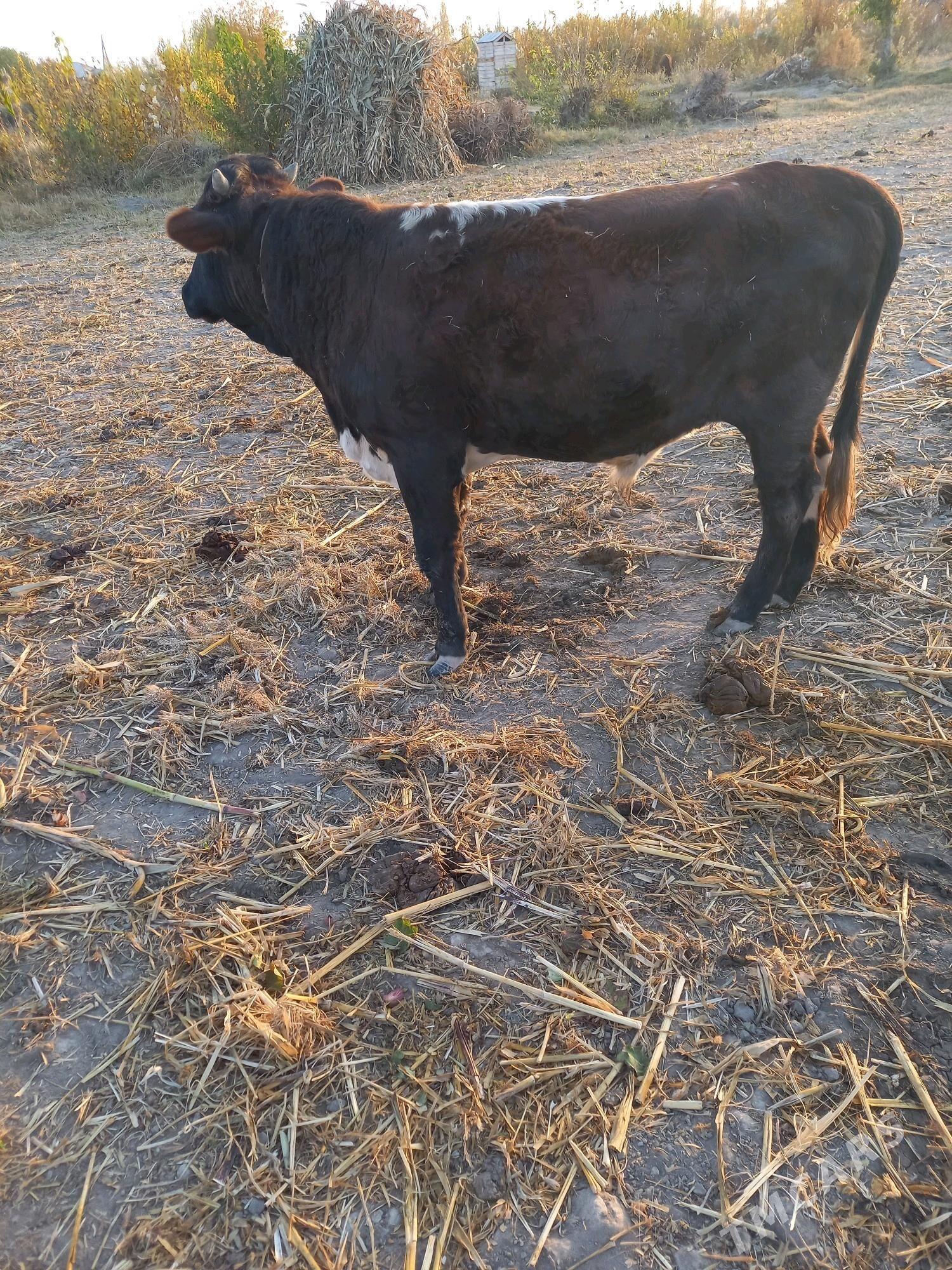 pparoda okuz 10 aylyk - Кёнеургенч - img 1