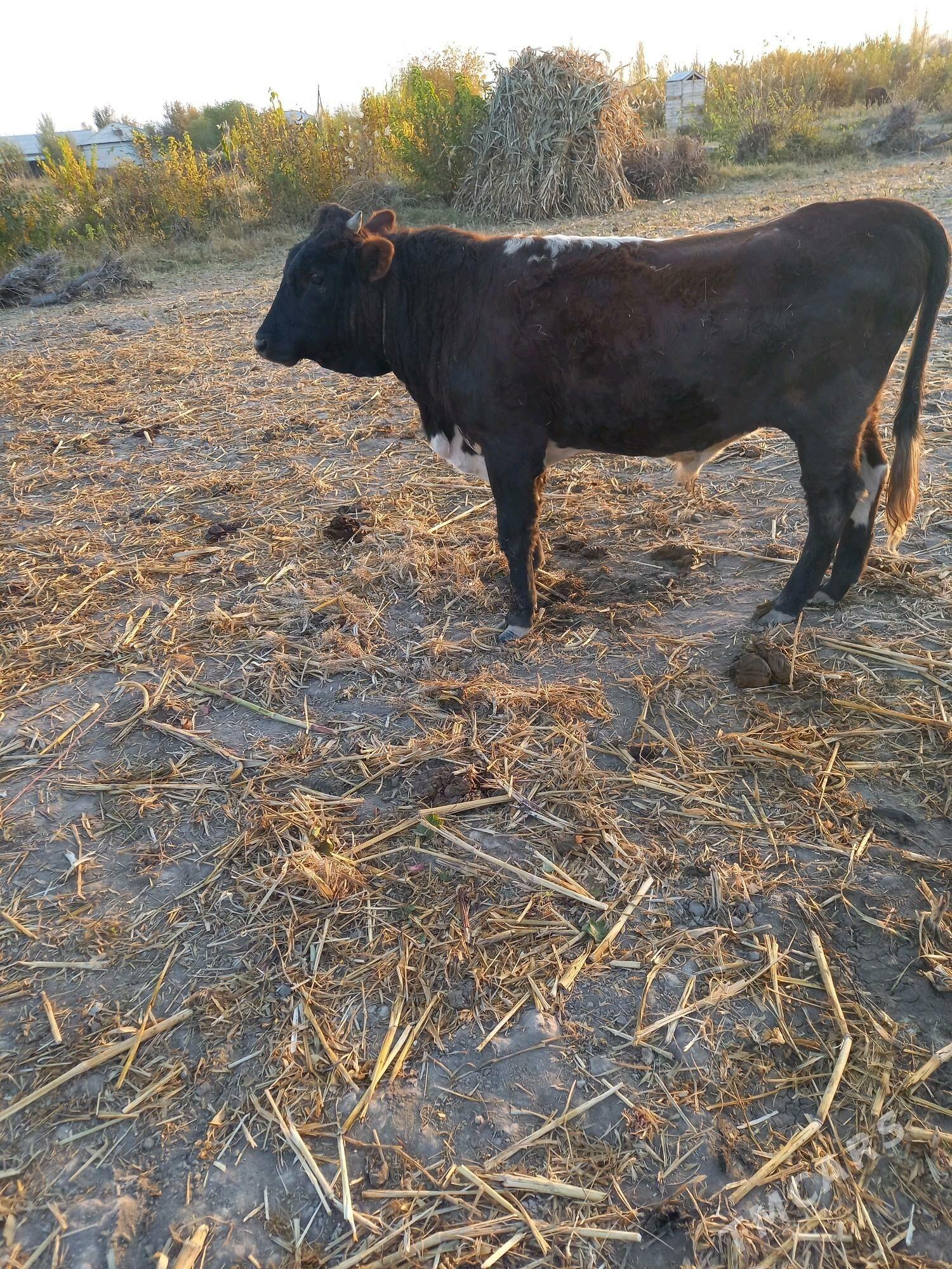 pparoda okuz 10 aylyk - Кёнеургенч - img 2