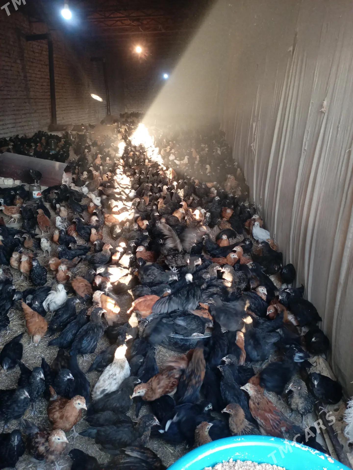 satlyk juyje - Мургап - img 4