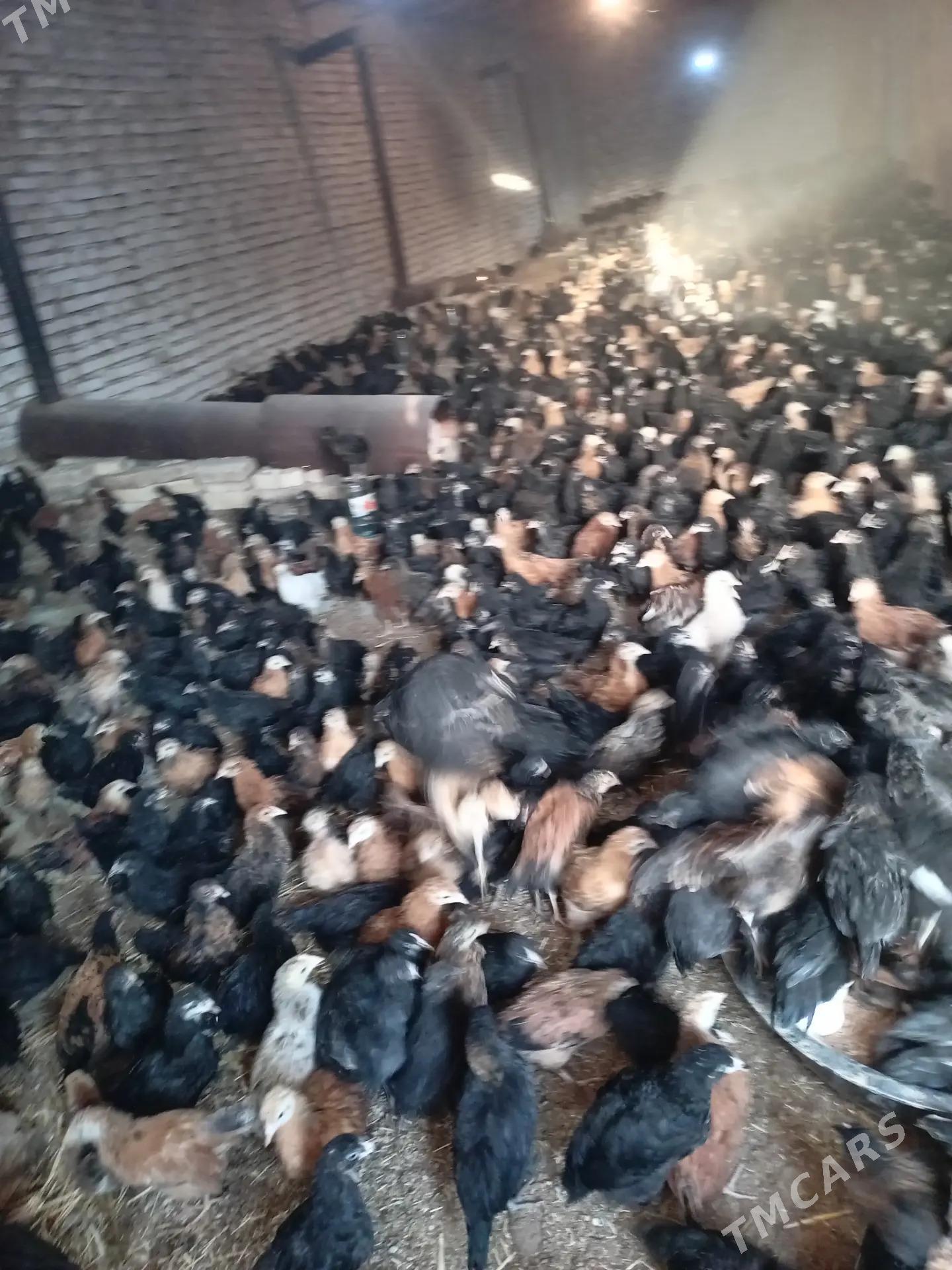 satlyk juyje - Мургап - img 5