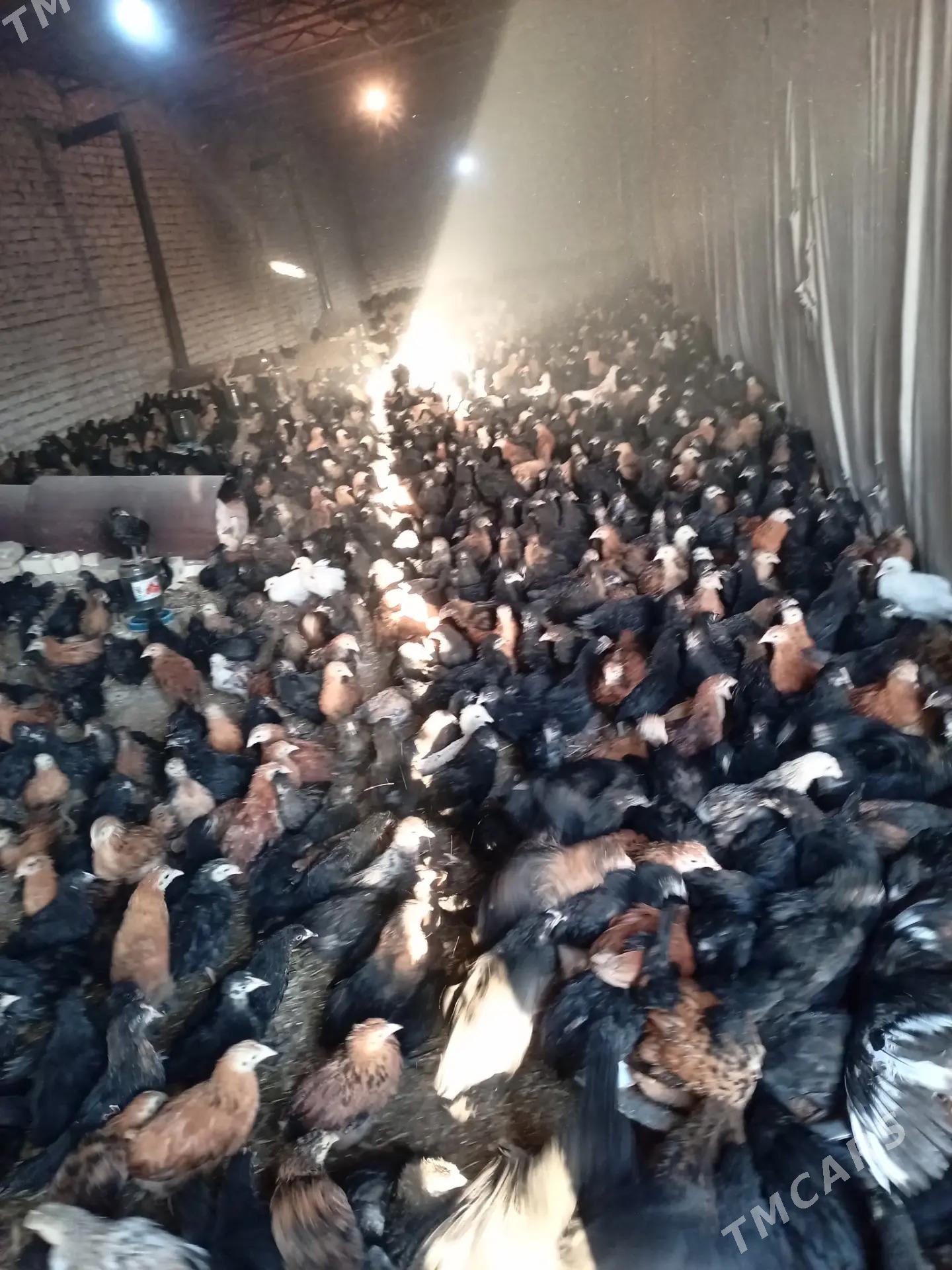 satlyk juyje - Мургап - img 3