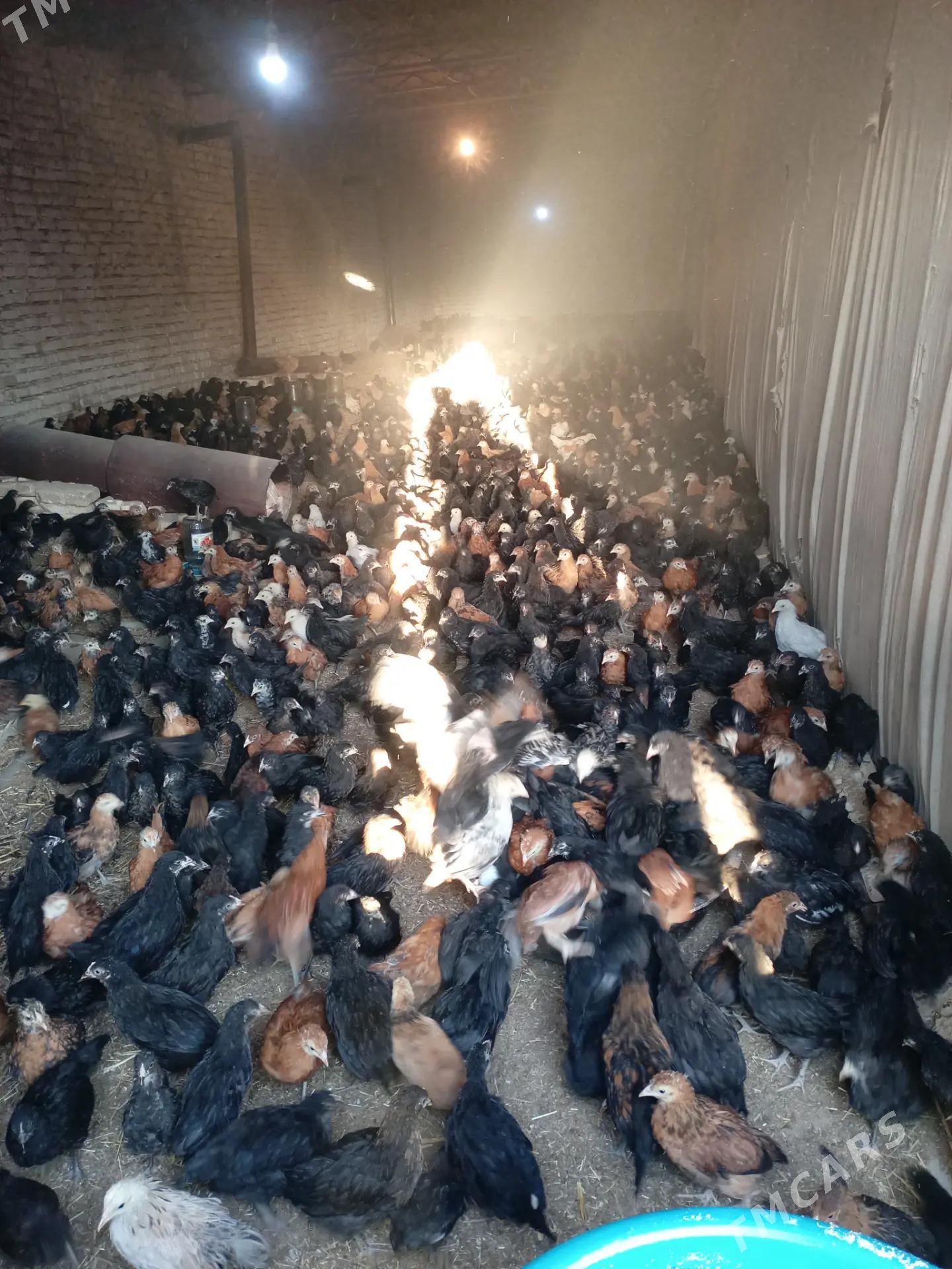 satlyk juyje - Мургап - img 2