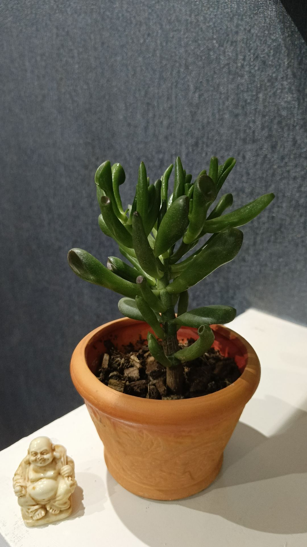 комнатные растения - Aşgabat - img 5