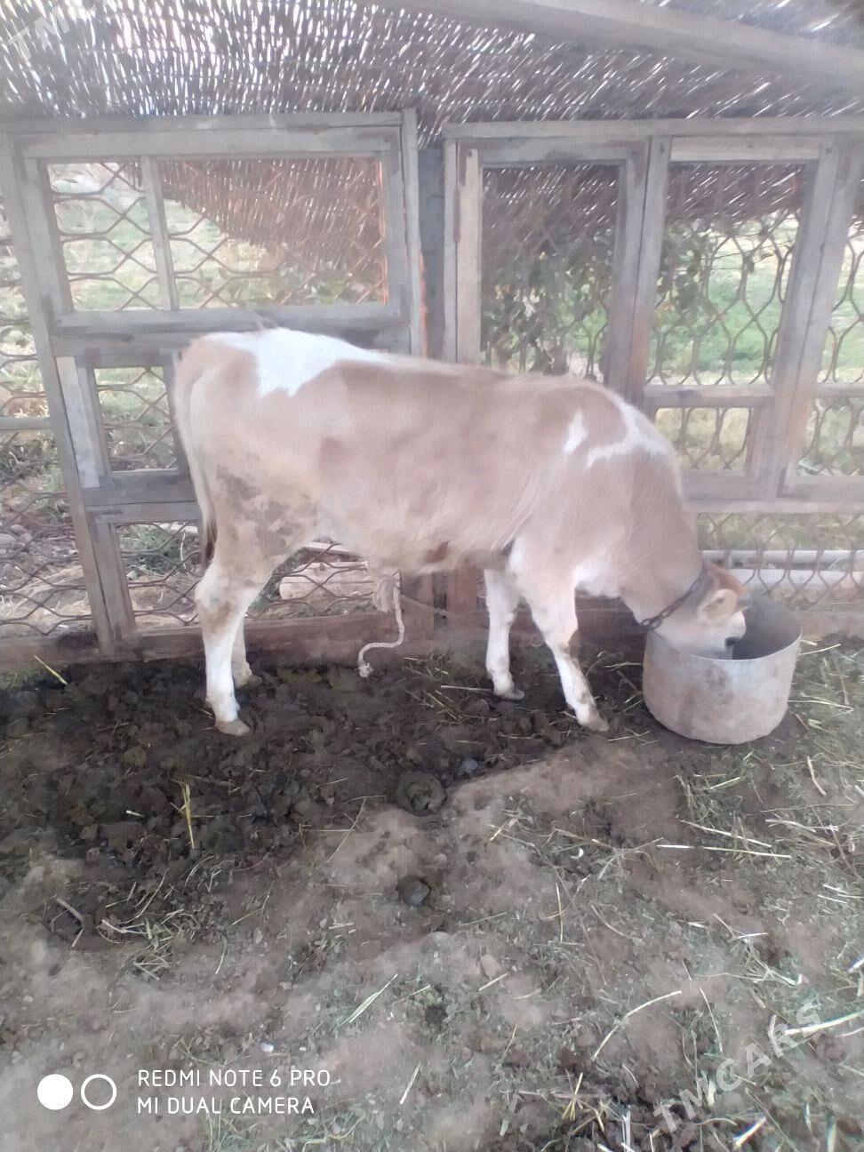 tuwe - Gökdepe - img 2