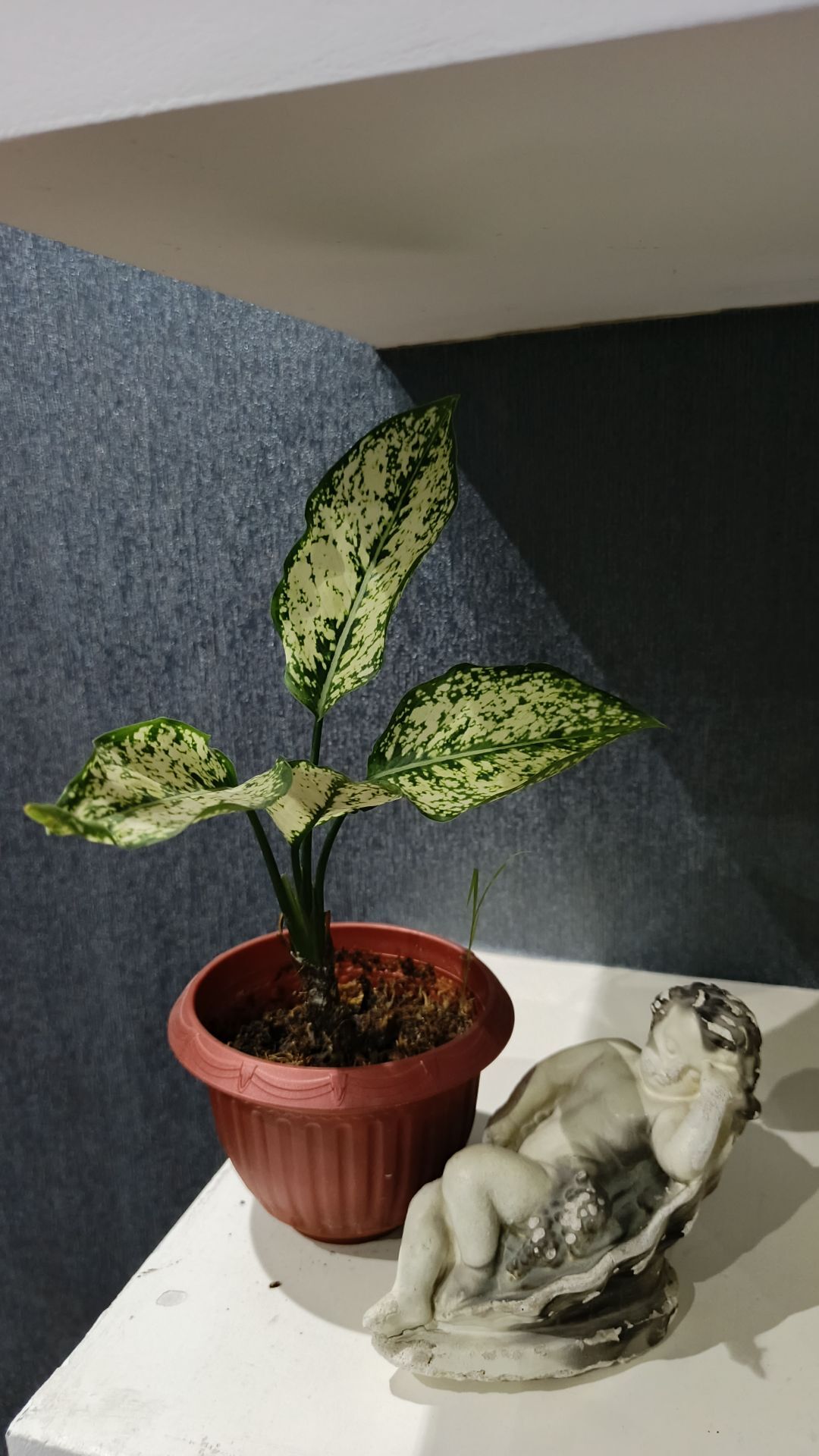 комнатные растения - Aşgabat - img 2