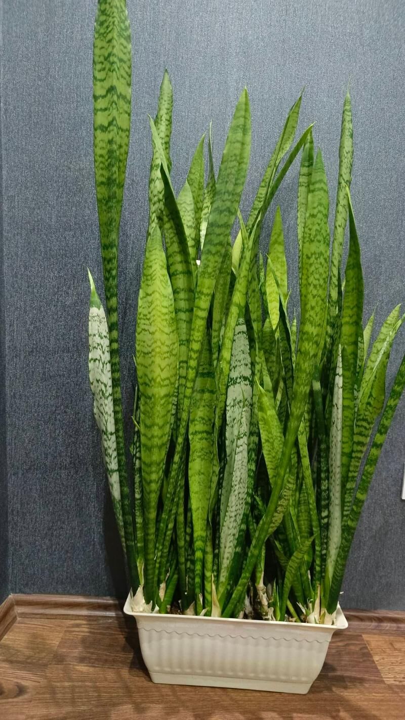 комнатные растения - Aşgabat - img 1