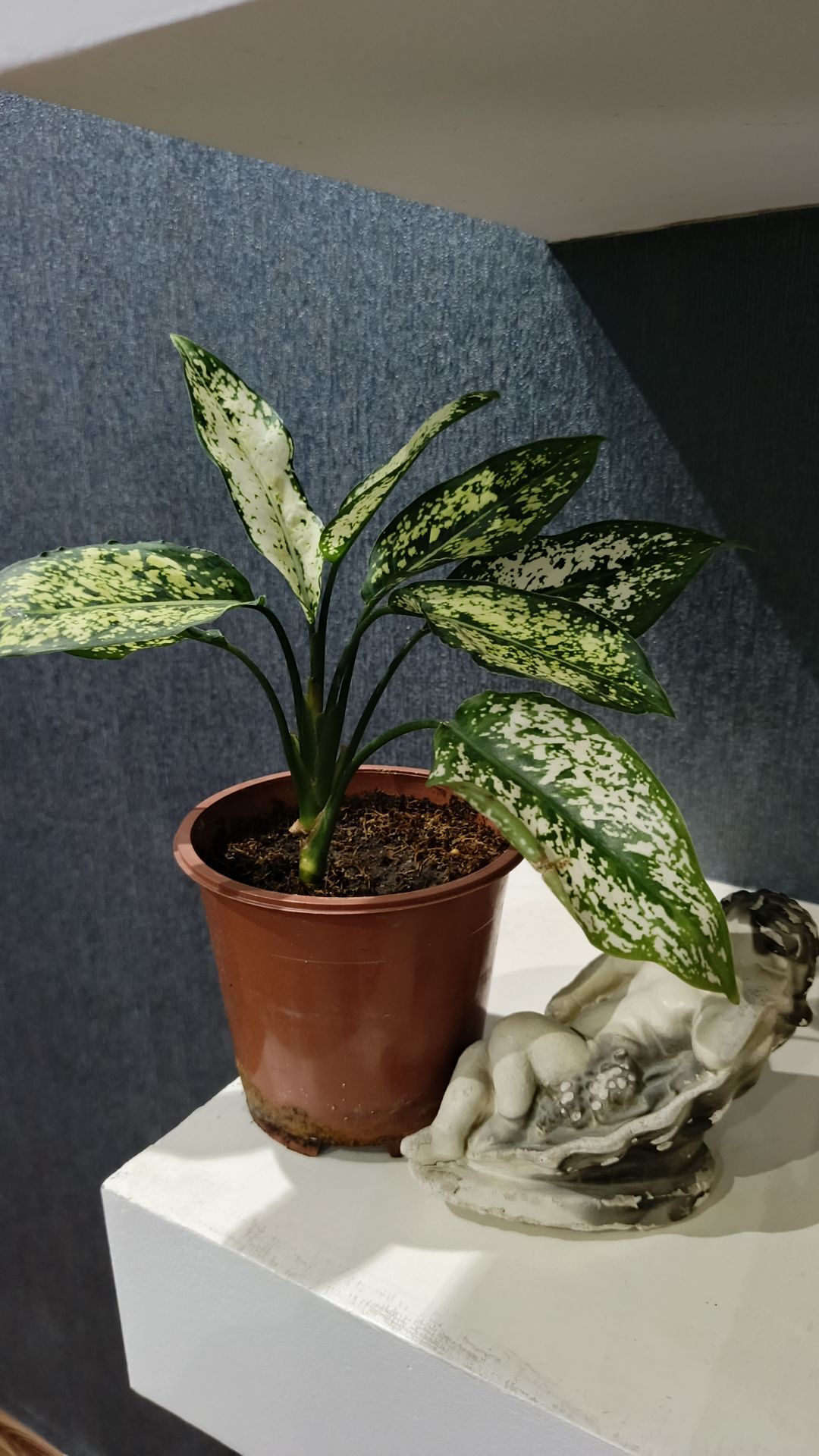 комнатные растения - Aşgabat - img 4