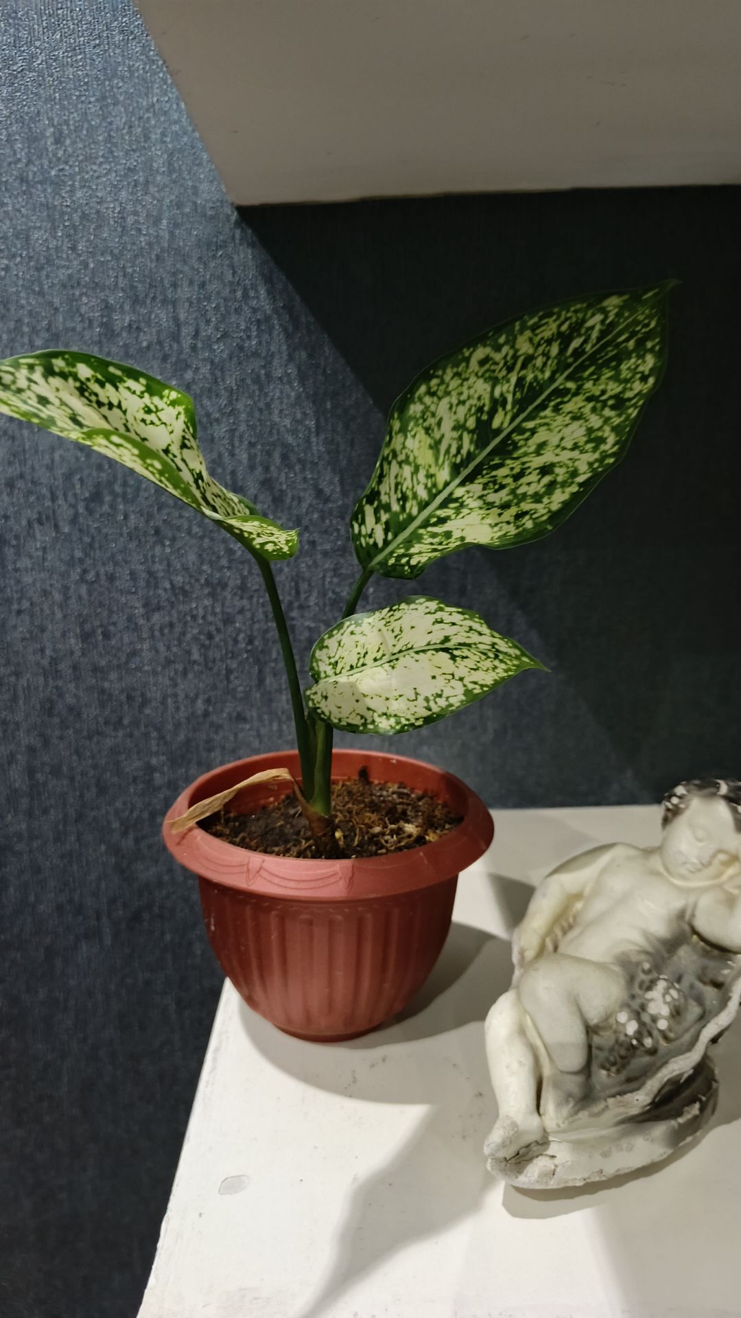 комнатные растения - Aşgabat - img 3